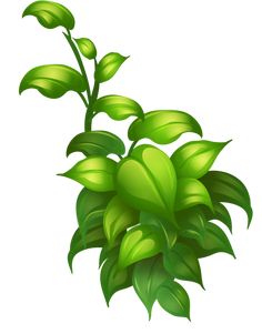 a green plant with leaves on a white background