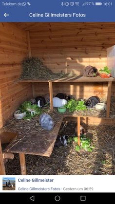 an instagramted photo of some rabbits in a hut