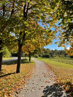 an empty road surrounded by trees with leaves on the ground and grass in the background