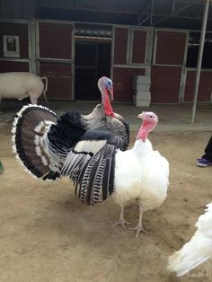 two turkeys are standing in the dirt near some other animals and one is looking at something