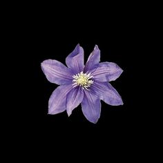 a single purple flower on a black background