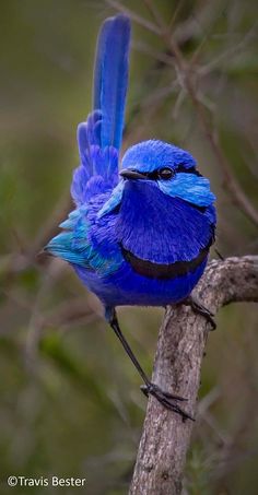 a blue bird sitting on top of a tree branch