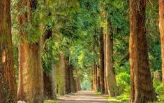 a dirt road surrounded by tall trees in the forest with lots of greenery on both sides