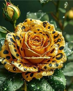 a yellow rose with drops of water on it