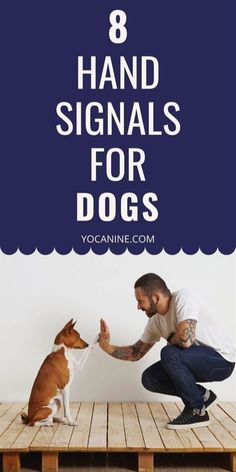 a man kneeling down next to a dog with the words 8 hand signals for dogs