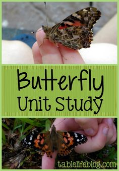 a butterfly that is sitting on someone's hand with the words butterfly unit study