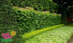 a lush green hedge next to a sidewalk