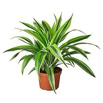 a green plant in a brown pot on a white background