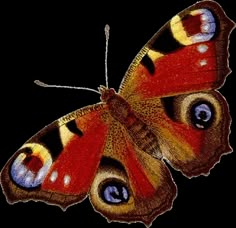 an orange and brown butterfly with blue eyes