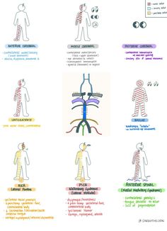 an image of the human body and its functions in different ways, including nervous systems