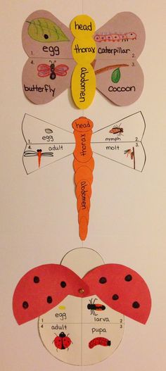 an insect life cycle is shown on the wall