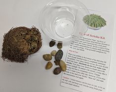 some plants and rocks on a table with an article about the plant's life cycle