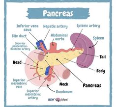 diagram of the pancreas