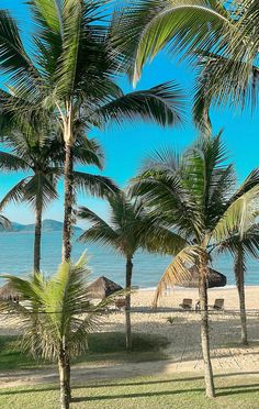 palm trees line the beach with chairs and umbrellas