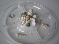 shells and seashells in a plastic container