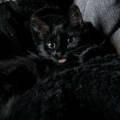 a black cat laying on top of a couch next to a persons arm with it's tongue hanging out