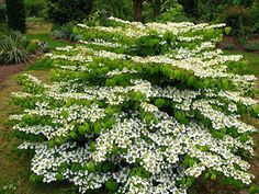 white flowers and green leaves in a garden