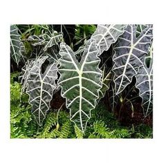 some very pretty green plants with white leaves