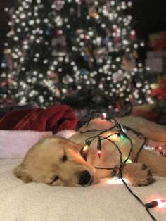 a dog laying on the floor next to a christmas tree with lights all around it