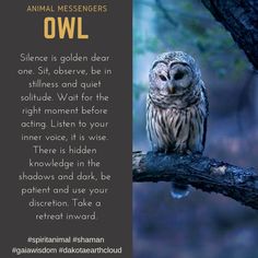 an owl sitting on top of a tree branch next to a quote that says, animal messengerers owl