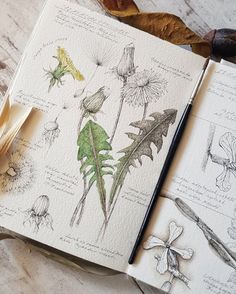 an open book with drawings on it sitting on a table next to some leaves and flowers