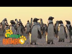 a group of penguins standing next to each other on top of a sandy beach with the words all things animal