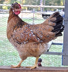 a brown chicken standing on top of a wooden platform