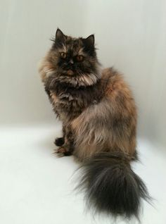 a fluffy cat sitting on top of a white floor