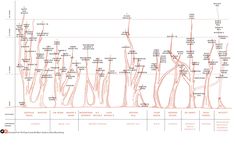 a diagram showing the different types of trees and how they are arranged in order to make it