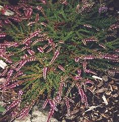 a plant with pink flowers growing out of it's center surrounded by dirt and rocks