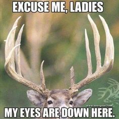 an image of a deer with antlers on it's face and caption that says, because me ladies my eyes are down here