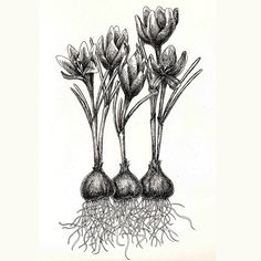 three tulips growing from the ground with roots