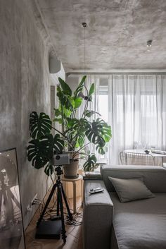 a living room filled with furniture and a plant