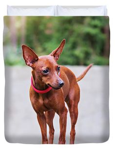 a small brown dog standing on top of a cement ground with trees in the background