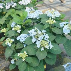 blue and white flowers are growing in the ground