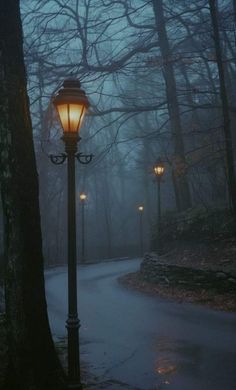 a street light sitting on the side of a road next to a tree filled forest