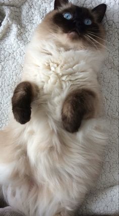 a siamese cat laying on its back with it's paws in the air