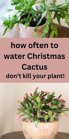 Christmas cactus in a pot. Christmas Cactus Planter Ideas, Planting Hacks, Insect Repellent Plants, Christmas Plant