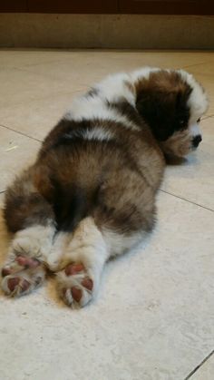 a brown and white dog laying on the floor