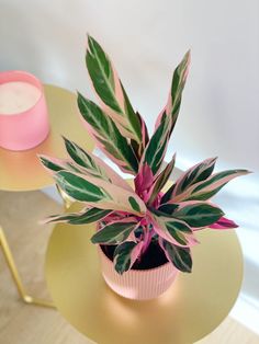 a pink and green plant sitting on top of a yellow table next to a candle