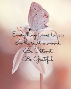 a butterfly sitting on top of a flower with the words, everything comes to you in the right moment be patient be grateful