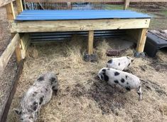 three pigs laying in hay next to a wooden structure with blue tarp on top