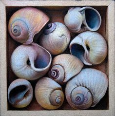 a painting of seashells in a wooden box