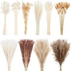 various types of dried flowers and grasses on a white background, all in different colors