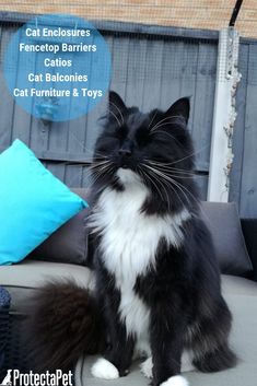 a black and white cat sitting on top of a couch