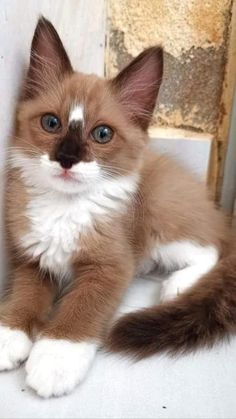 a small brown and white kitten sitting on top of a floor next to a window