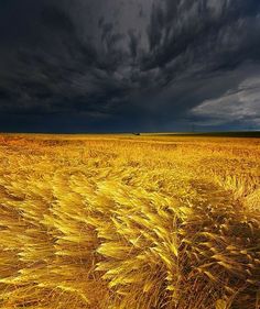 a large field full of tall grass under a dark sky with storm clouds in the background