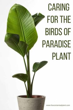 Although this plant is a very easy plant to grow, a few tips and tricks can ensure that you have the most beautiful healthy Bird of Paradise. Bird Of Paradise Plant Indoor, Bird Of Paradise Plant Care, Strelitzia Reginae, Birds Of Paradise Plant, Plant Care Guide, Bird Of Paradise Plant, Succulent Planter Diy, Paradise Plant