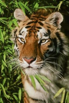 a close up of a tiger in the grass