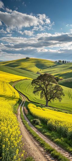 a dirt road winding through a field with a tree on the side and yellow flowers in the foreground